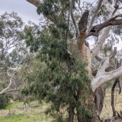 Acacia implexa (Hickory Wattle, Lightwood) at Albury - 2 Jul 2021 by Darcy