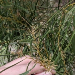 Acacia doratoxylon (Currawang) at Table Top, NSW - 2 Jul 2021 by Darcy