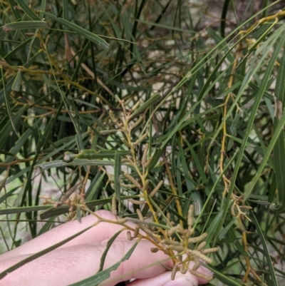 Acacia doratoxylon (Currawang) at Table Top, NSW - 2 Jul 2021 by Darcy