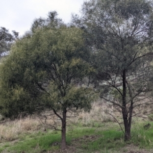 Acacia doratoxylon at Table Top, NSW - 2 Jul 2021 01:33 PM