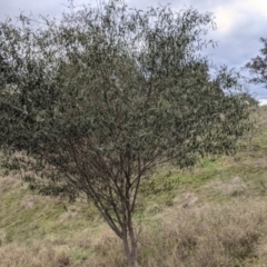 Acacia verniciflua (Varnish Wattle) at Table Top, NSW - 2 Jul 2021 by Darcy
