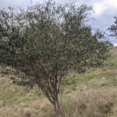 Acacia verniciflua (Varnish Wattle) at Albury - 2 Jul 2021 by Darcy