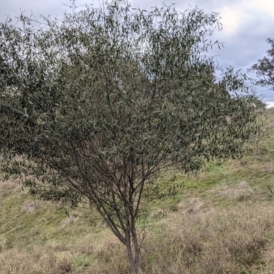 Acacia verniciflua (Varnish Wattle) at Albury - 2 Jul 2021 by Darcy
