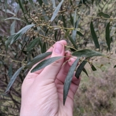 Acacia verniciflua at Table Top, NSW - 2 Jul 2021 01:42 PM