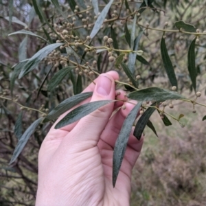 Acacia verniciflua at Table Top, NSW - 2 Jul 2021 01:42 PM