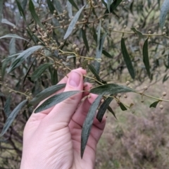 Acacia verniciflua at Table Top, NSW - 2 Jul 2021 01:42 PM