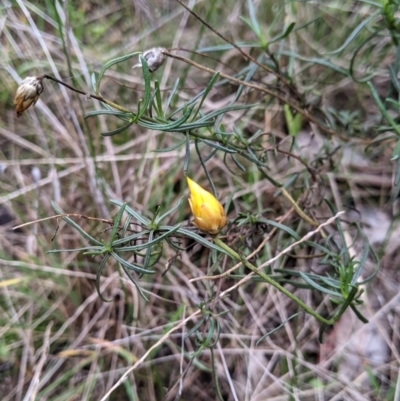Xerochrysum viscosum (Sticky Everlasting) at Table Top, NSW - 2 Jul 2021 by Darcy