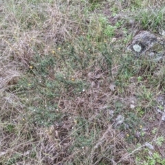 Xerochrysum viscosum at Table Top, NSW - 2 Jul 2021