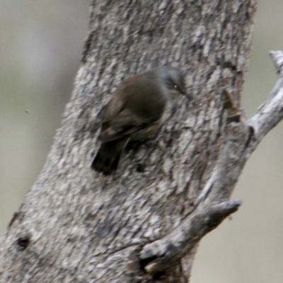 Climacteris picumnus victoriae (Brown Treecreeper) at Table Top, NSW - 2 Jul 2021 by PaulF