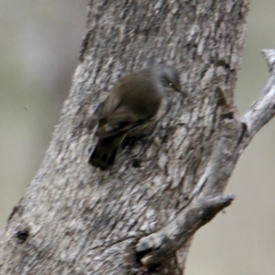 Climacteris picumnus (Brown Treecreeper) at Table Top, NSW - 2 Jul 2021 by PaulF