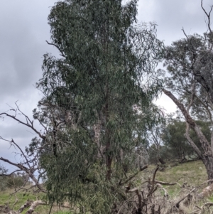 Acacia implexa at Table Top, NSW - 2 Jul 2021 01:44 PM