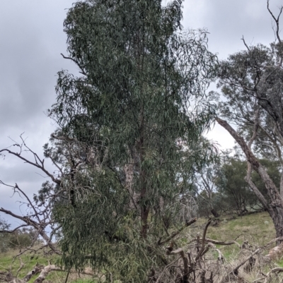 Acacia implexa (Hickory Wattle, Lightwood) at Budginigi - 2 Jul 2021 by Darcy