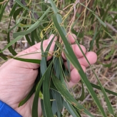 Acacia implexa at Table Top, NSW - 2 Jul 2021