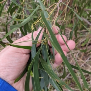 Acacia implexa at Table Top, NSW - 2 Jul 2021