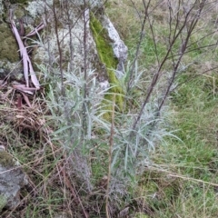 Senecio quadridentatus (Cotton Fireweed) at Albury - 2 Jul 2021 by Darcy