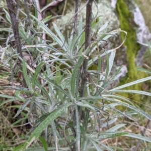 Senecio quadridentatus at Table Top, NSW - 2 Jul 2021