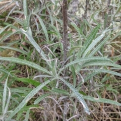 Senecio quadridentatus at Table Top, NSW - 2 Jul 2021