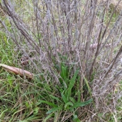 Senecio quadridentatus (Cotton Fireweed) at Table Top, NSW - 2 Jul 2021 by Darcy