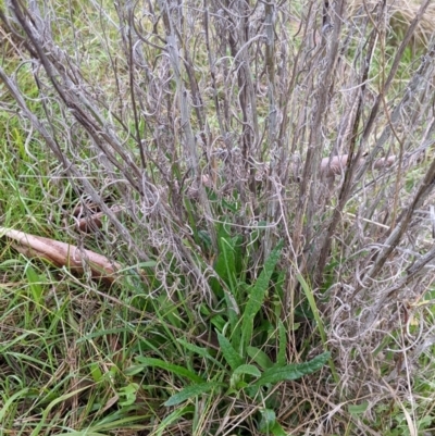 Senecio quadridentatus (Cotton Fireweed) at Table Top, NSW - 2 Jul 2021 by Darcy