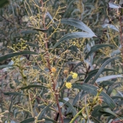 Acacia rubida (Red-stemmed Wattle, Red-leaved Wattle) at Albury - 2 Jul 2021 by Darcy