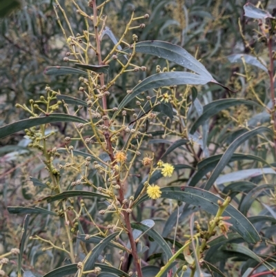 Acacia rubida (Red-stemmed Wattle, Red-leaved Wattle) at Albury - 2 Jul 2021 by Darcy