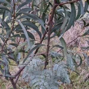 Acacia rubida at Table Top, NSW - 2 Jul 2021
