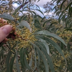 Acacia rubida at Table Top, NSW - 2 Jul 2021 01:56 PM