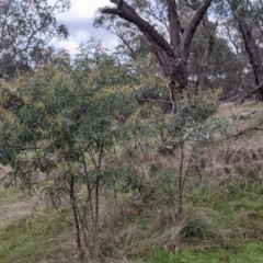 Acacia rubida at Table Top, NSW - 2 Jul 2021 01:56 PM