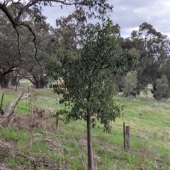 Brachychiton populneus (Kurrajong) at Albury - 2 Jul 2021 by Darcy