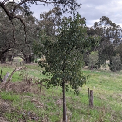 Brachychiton populneus (Kurrajong) at Budginigi - 2 Jul 2021 by Darcy