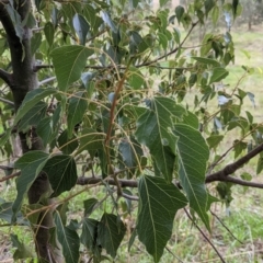 Brachychiton populneus at Table Top, NSW - 2 Jul 2021