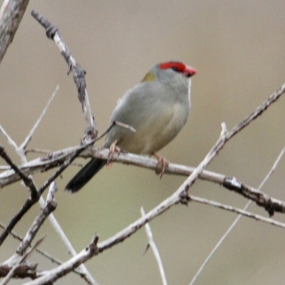 Neochmia temporalis (Red-browed Finch) at Nine Mile Reserve - 2 Jul 2021 by PaulF