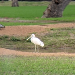 Platalea flavipes (Yellow-billed Spoonbill) at Albury - 2 Jul 2021 by Darcy