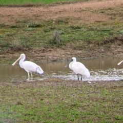 Platalea regia (Royal Spoonbill) at Table Top, NSW - 2 Jul 2021 by Darcy