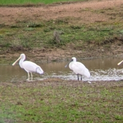 Platalea regia (Royal Spoonbill) at Table Top, NSW - 2 Jul 2021 by Darcy