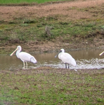 Platalea regia (Royal Spoonbill) at Albury - 2 Jul 2021 by Darcy