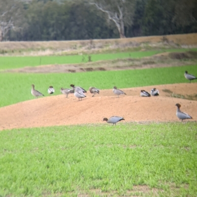 Chenonetta jubata (Australian Wood Duck) at Albury - 2 Jul 2021 by Darcy