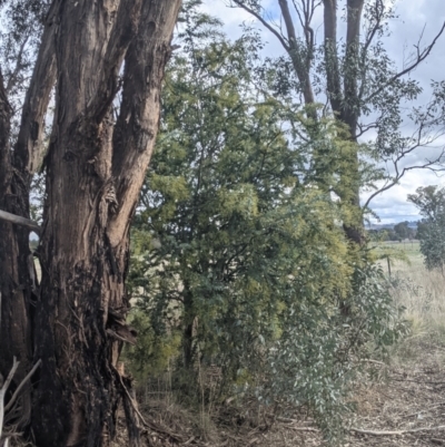 Acacia baileyana (Cootamundra Wattle, Golden Mimosa) at Albury - 2 Jul 2021 by Darcy