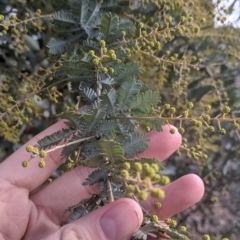 Acacia baileyana at Table Top, NSW - 2 Jul 2021 02:36 PM