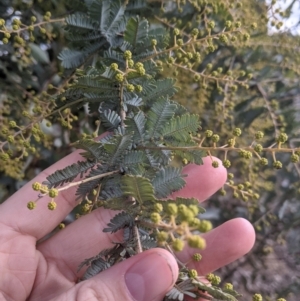 Acacia baileyana at Table Top, NSW - 2 Jul 2021