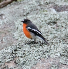 Petroica phoenicea (Flame Robin) at Albury - 2 Jul 2021 by PaulF