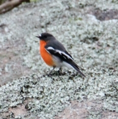 Petroica phoenicea (Flame Robin) at 9 Mile Hill TSR - 2 Jul 2021 by PaulF