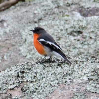 Petroica phoenicea (Flame Robin) at Table Top, NSW - 2 Jul 2021 by PaulF