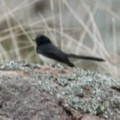 Rhipidura leucophrys (Willie Wagtail) at 9 Mile Hill TSR - 2 Jul 2021 by PaulF