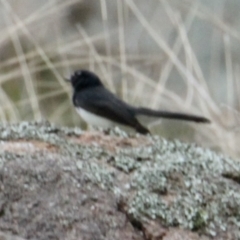 Rhipidura leucophrys (Willie Wagtail) at Albury - 2 Jul 2021 by PaulF