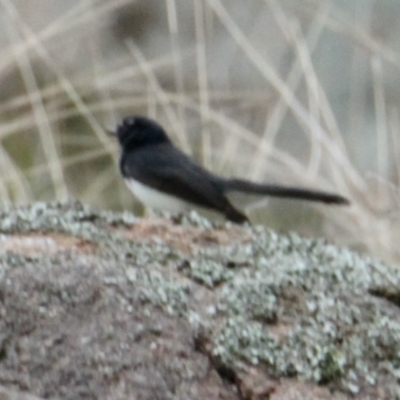 Rhipidura leucophrys (Willie Wagtail) at Table Top, NSW - 2 Jul 2021 by PaulF