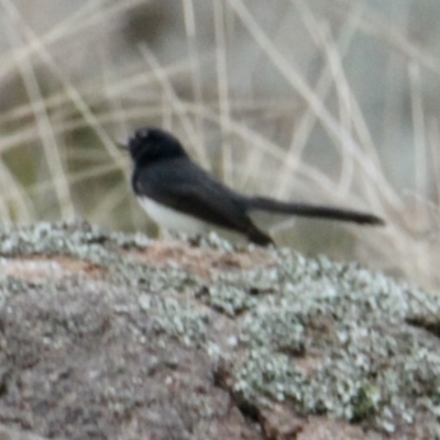 Rhipidura leucophrys (Willie Wagtail) at Albury - 2 Jul 2021 by PaulF