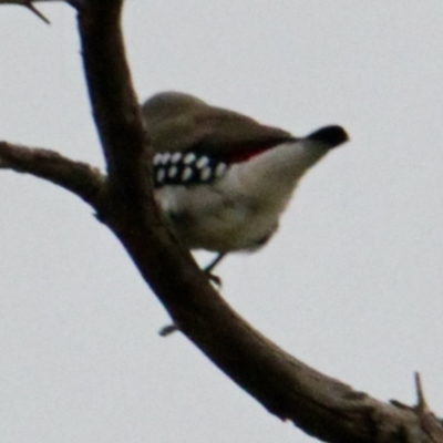 Stagonopleura guttata (Diamond Firetail) at 9 Mile Hill TSR - 2 Jul 2021 by PaulF