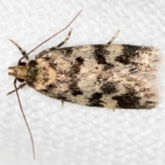 Barea (genus) (A concealer moth) at Melba, ACT - 20 Nov 2018 by Bron