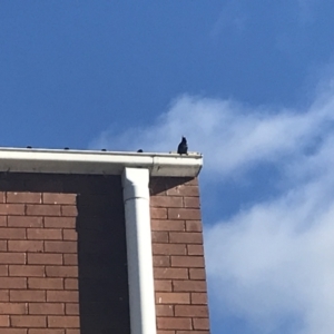 Sturnus vulgaris at Lyneham, ACT - 18 Jun 2021